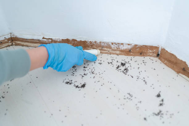 Professional Pest control in Raceland, LA